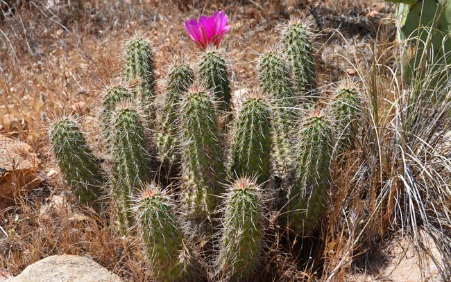Pinkflower Hedgehog Cactus is a perennial Hedgehog found in Arizona and far southwest New Mexico. Plants grow up to 15 inches or so. Echinocereus fasciculatus 